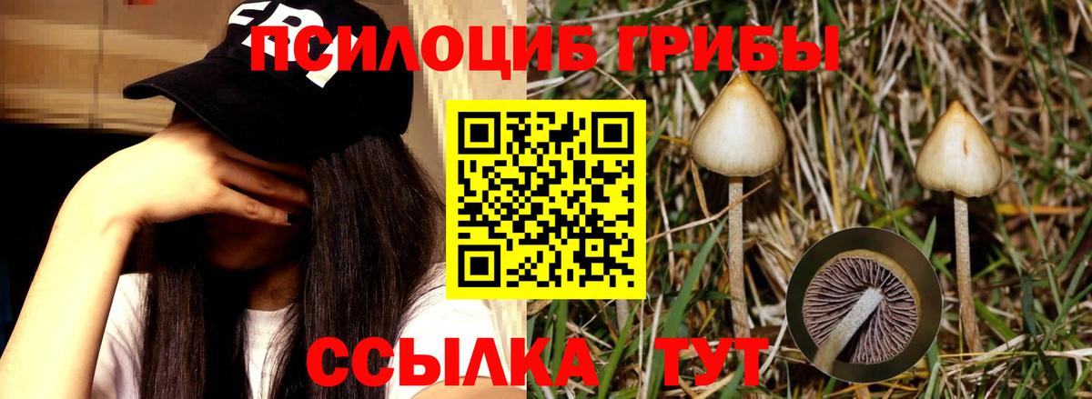 Галлюциногенные грибы GOLDEN TEACHER  Вход с VPN  Северобайкальск 
